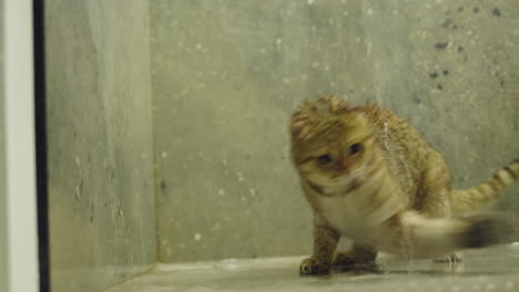 cat playing in water