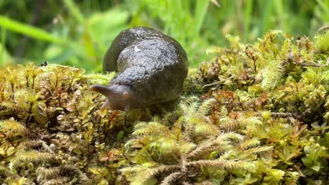 primer plano de una babosa de plátano rezumando sobre un poco de musgo en alaska