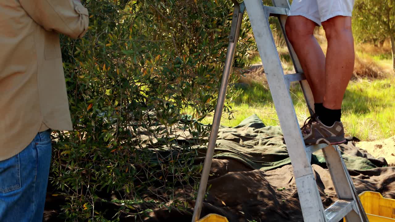 corte de olivos en pareja en la granja 4k