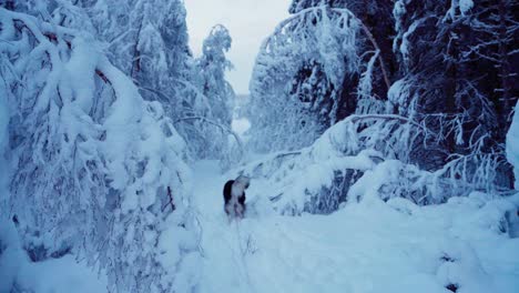 alaskan malamute dog walking in snowy forest during winter - wide