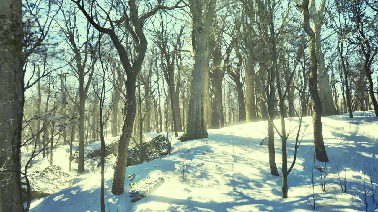 Winter landscape featuring snow covered trees and rocks in a forest area