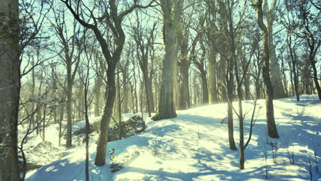 winter landscape featuring snow covered trees and rocks in a forest area