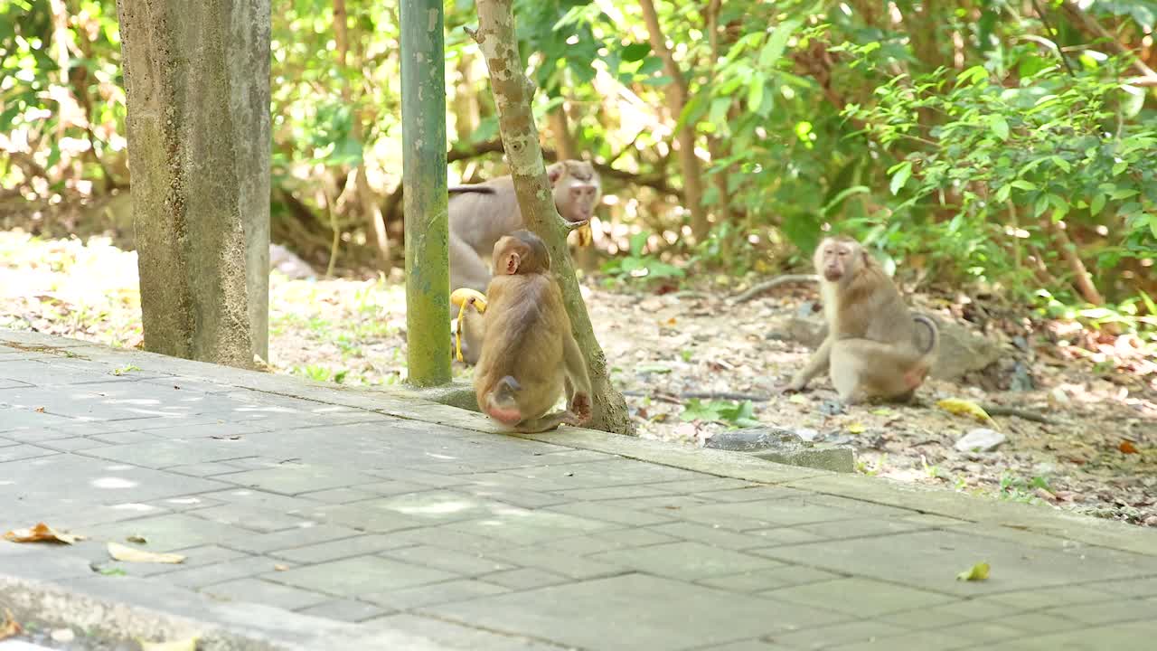 Monkeys engage playfully in a lush, sunlit setting at Khao Rang Viewpoint, Phuket. Natural behavior captured with steady camera work