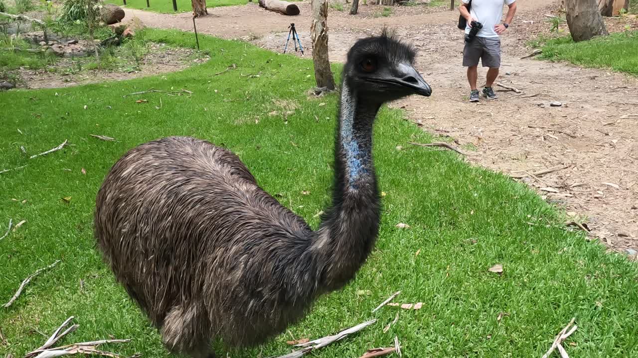 un emu explora e interactúa en un parque cubierto de hierba
