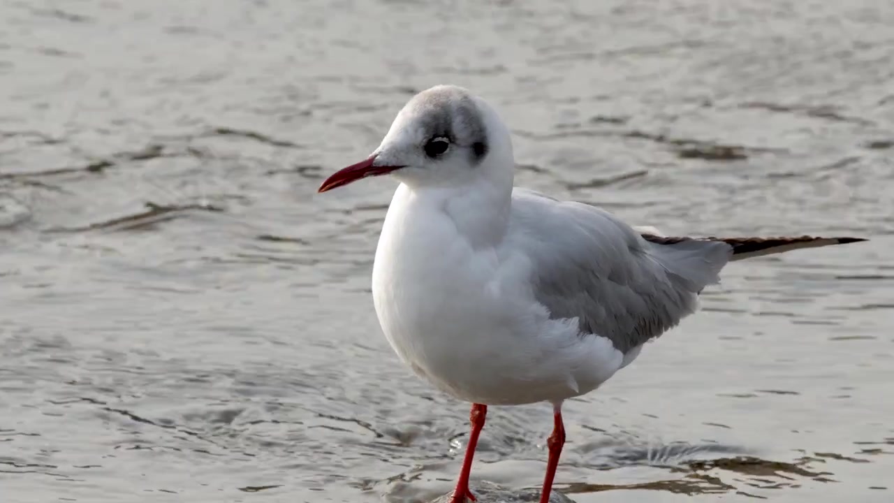 Gabbiano comune che si liscia le piume mentre sta in acqua bassa.
