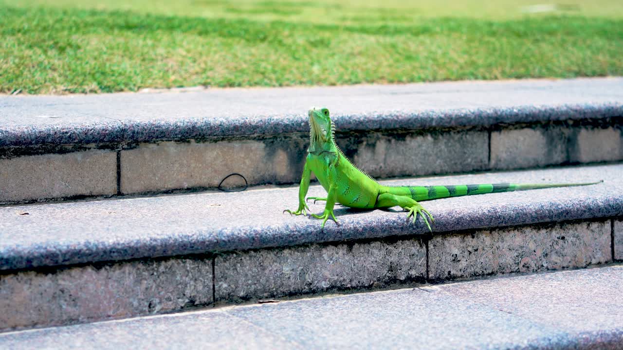 American iguana on alert with head raised on outdoor steps