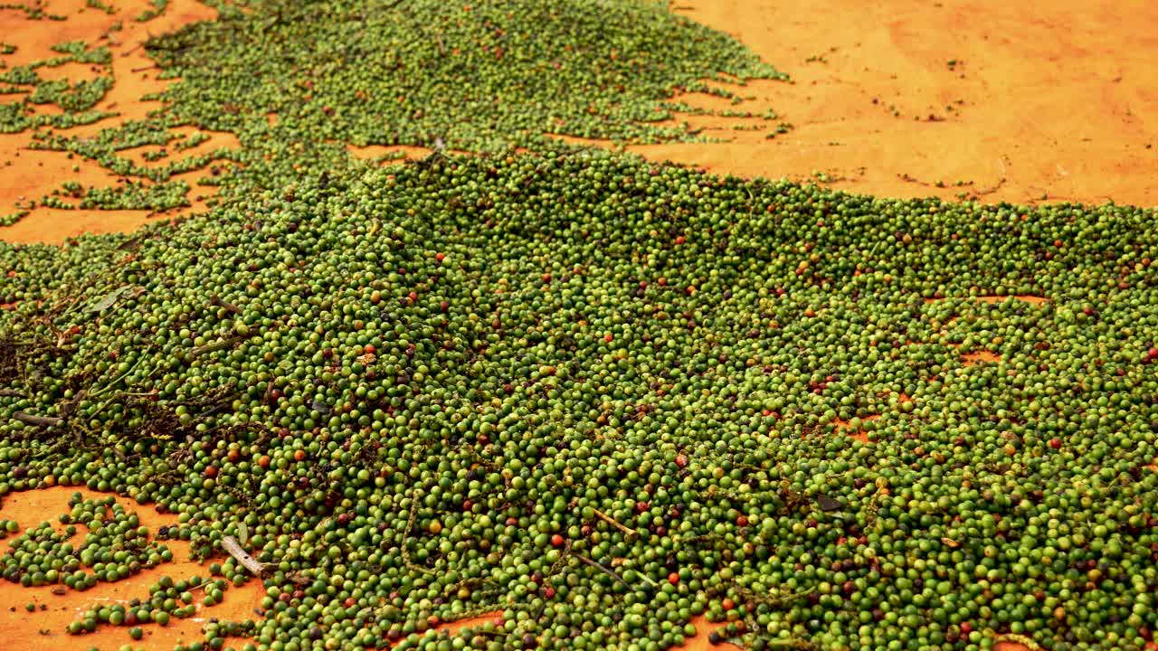 Vista laterale del processo di essiccazione del pepe durante la produzione di grani di pepe, senza persone.