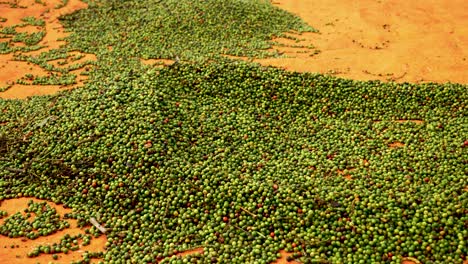 vista lateral del proceso de secado de la pimienta durante la producción de especias de pimienta, nadie