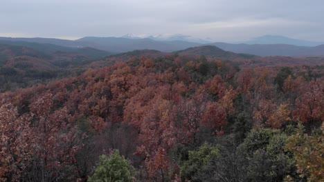 slow drone over autumn colour foliage forest trees with red leaves cloudy day