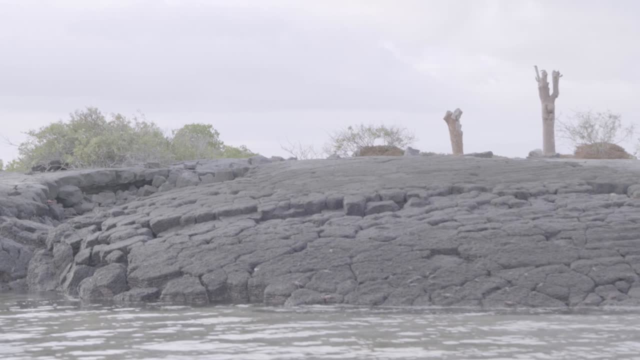 Arriving at a small volcanic and rocky island of the Galapagos Islands. The water is calm and on the surface of the rock some cactus and plants are seen.