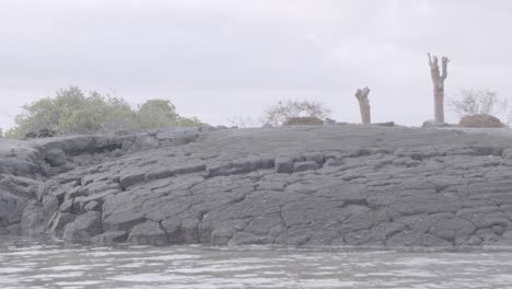 Arriving at a small volcanic and rocky island of the Galapagos Islands. The water is calm and on the surface of the rock some cactus and plants are seen.