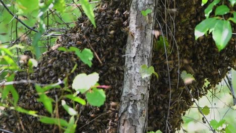 close up of a bee swarm on a tree, waiting for a new hive to be located