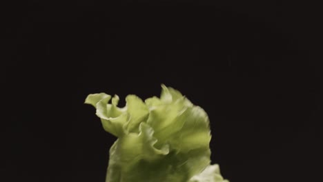 lettuce