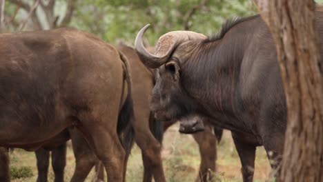 dark male african cape buffalo chews cud and slowly looks at his herd