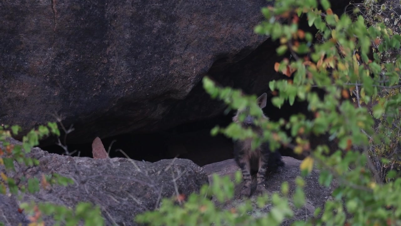 Un giovane cucciolo di iena bruna siede tranquillamente all'ingresso di una grotta, parzialmente nascosto dietro le foglie nella regione di Tuli in Botswana