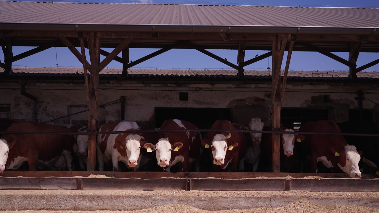 Cows standing in a row and feeding inside a farm barn under a wooden roof structure.