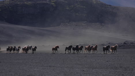 wild icelandic horses running in volcanic landscape