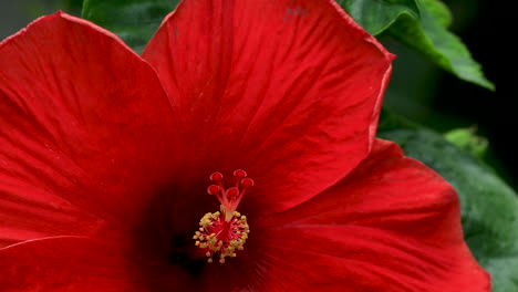 blossoming red flower hibiscus rosa sinensis