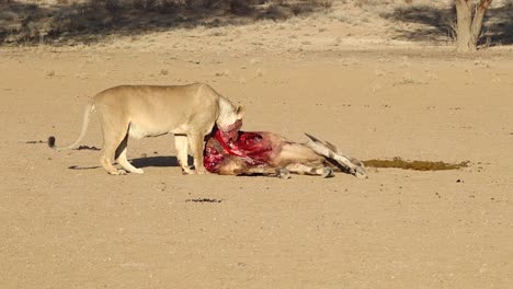 graphic: bloody africa lion chews on recently killed eland