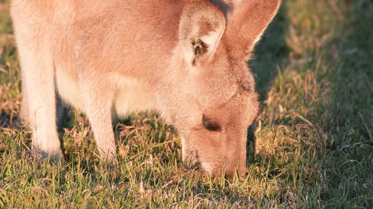 A young kangaroo joey feeds on grass in a sunlit field, captured in warm, natural lighting with steady close-up camera framing