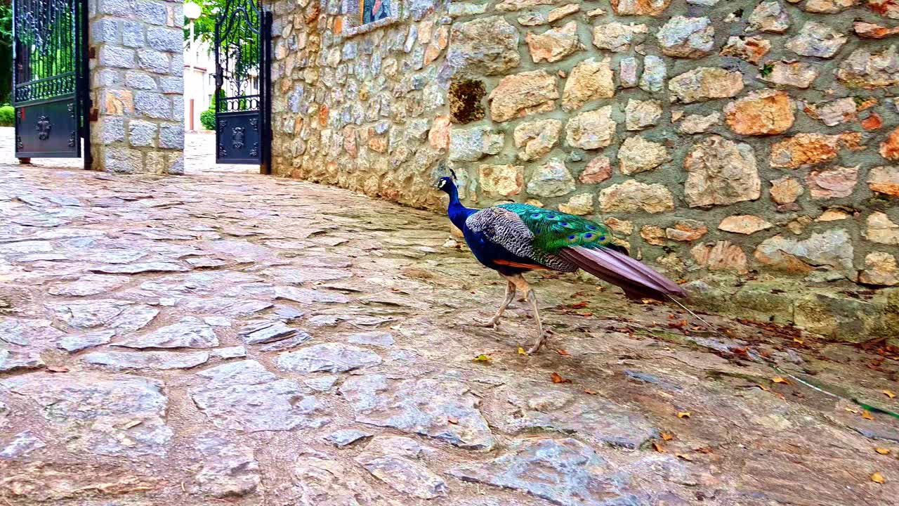 cerca de un colorido pavo real caminando majestuosamente por el monasterio de piedra de saint naum de ohrid en macedonia