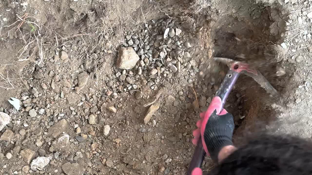 Workforce digging shovel of dirt in farmland gardening Iran horticulture lifestyle soil cultivation saplings plantation in springtime restore ecosystem healthy colorful earth reproduction agriculture