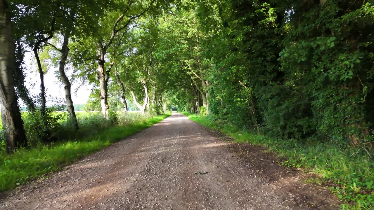 Tree-lined dirt road in the countryside