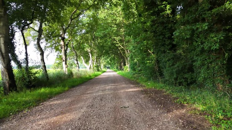 Strada sterrata alberata in campagna