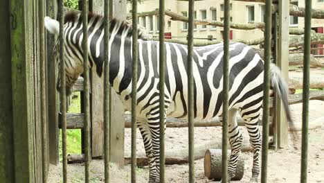 Cebra-En-La-Jaula-Del-Zoológico