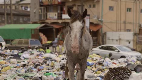 horse on rubbish pile nigeria 10