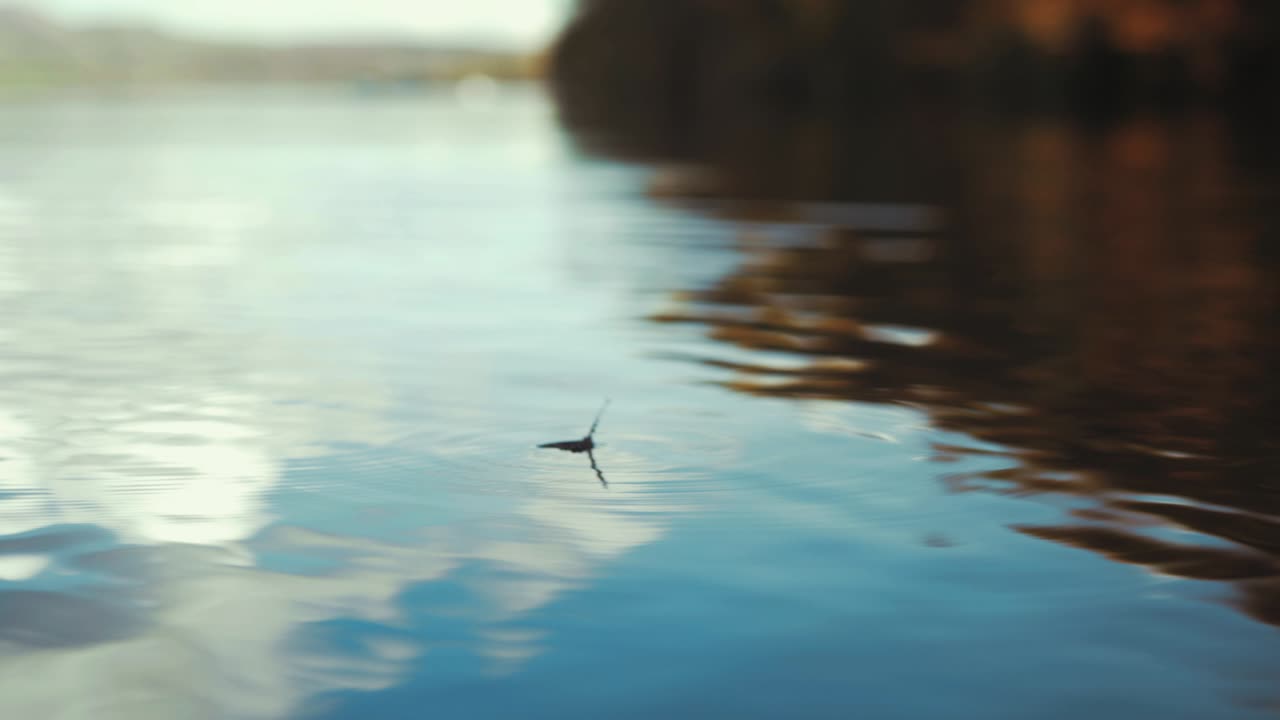 물에 빠진 나비