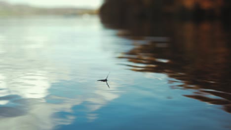 Schmetterling-Auf-Wasser-Gestürzt