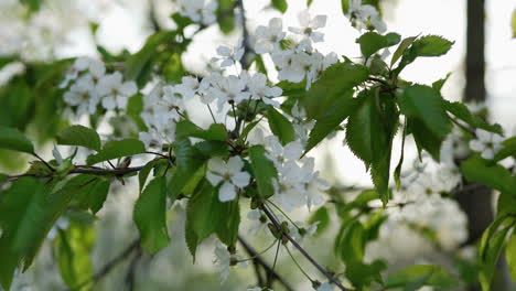 beautiful white cherry blossoms