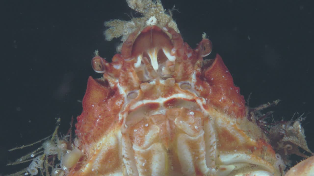 Vídeo en 4K a 60 FPS de un cangrejo decorador camuflado en el fondo rocoso marino en Percé, Quebec, que muestra la fauna marina y el comportamiento natural del ecosistema bentónico atlántico frío bajo el agua