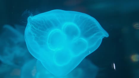 medusas fluorescentes nadando en una piscina de acuario. medusas transparentes tomas bajo el agua con una medusa brillante. medusas nadando bucle verde