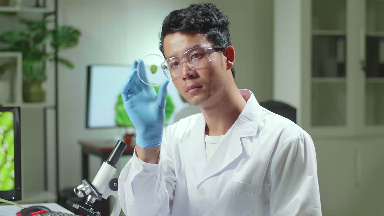 Botanist Man Looking At Petri Dish With Leaf Sample Checking Gmo Test For Chemistry Experiment. Biologist Analyzing Plant In Biological Laboratory