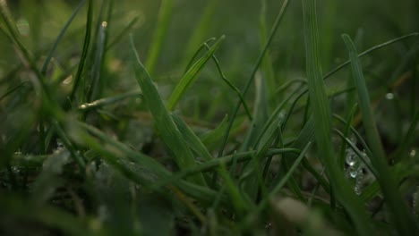 fresh dew on vibrant green grass macro