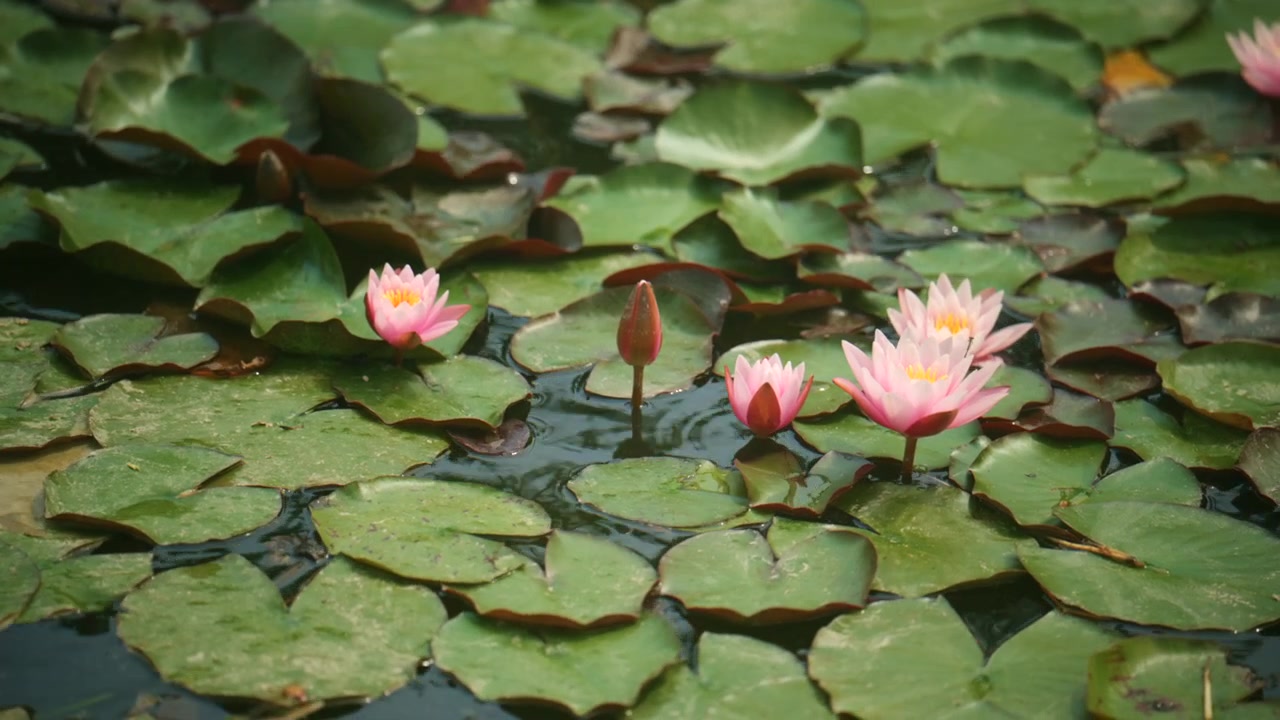 Rosa Seerosen blühen zwischen dichten grünen Seerosenblättern in einem ruhigen Teich und schaffen eine friedliche botanische Gartenszene an der Französischen Riviera.