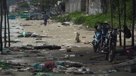 Escena-De-Contaminación-De-Un-Perro-Callejero-De-Motocicleta-Y-Un-Hombre-Caminando-En-La-Playa-De-Mui-Ne