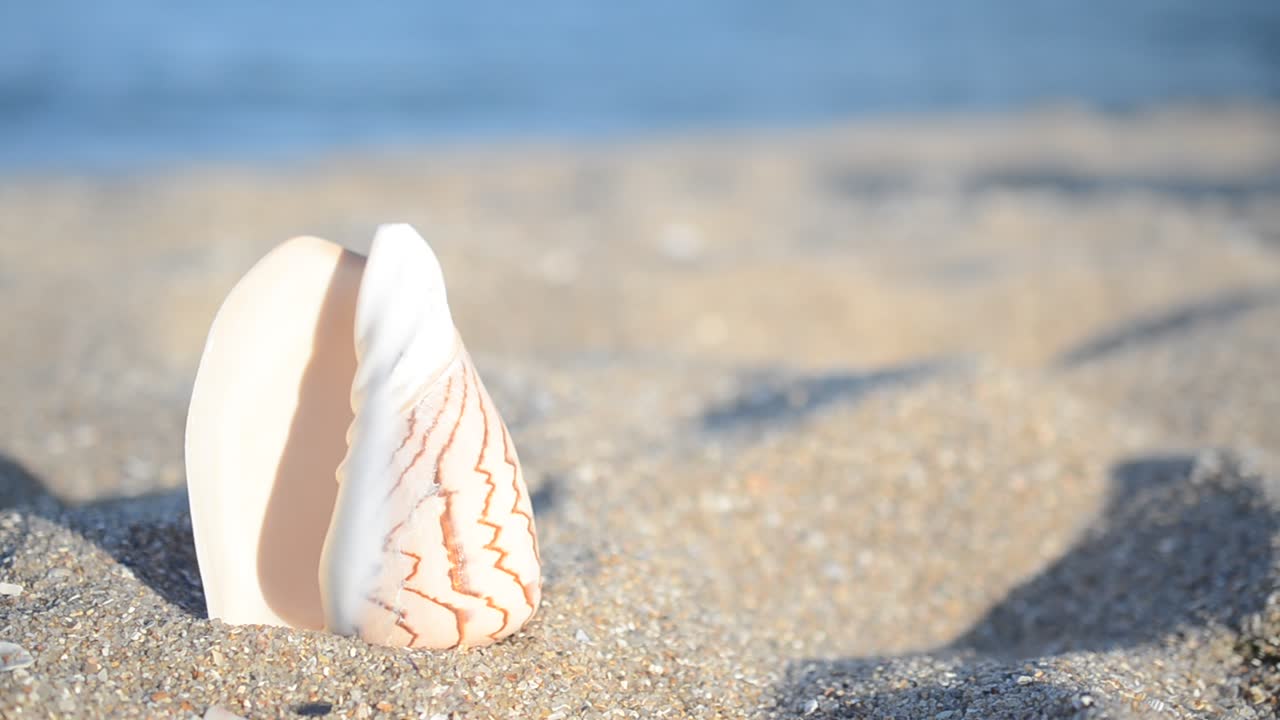 Sea cockleshells on the beach. Shooting on the beach