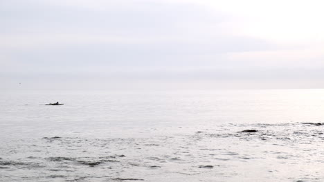 surfing adventure on the calm mild ocean waters of malibu california, bright in the day