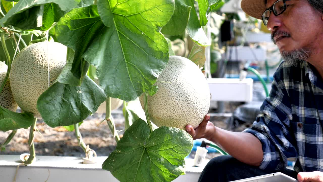 el jardinero está monitoreando el crecimiento del melón con una computadora de tableta en la granja de invernadero