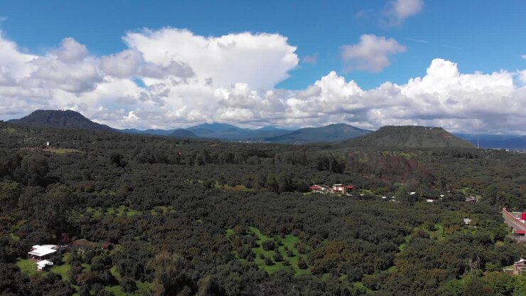RIPRESA CON DRONE: CAMPI DI AVOCADO A MEZZOGIORNO IN MICHOACÁN