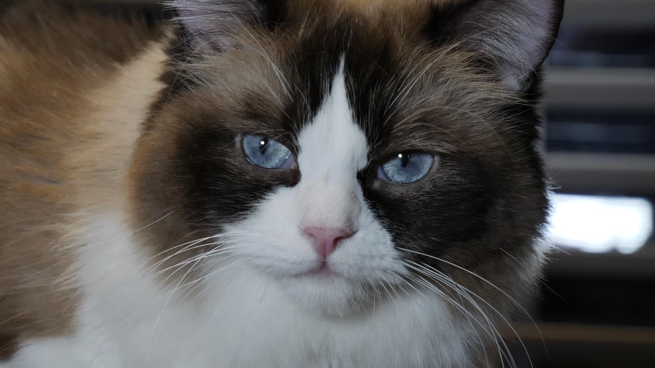 주변에 얼룩진 귀여운 고양이를 경고했습니다.