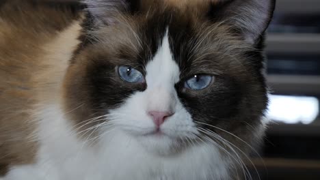 alertado lindo gato manchado alrededor