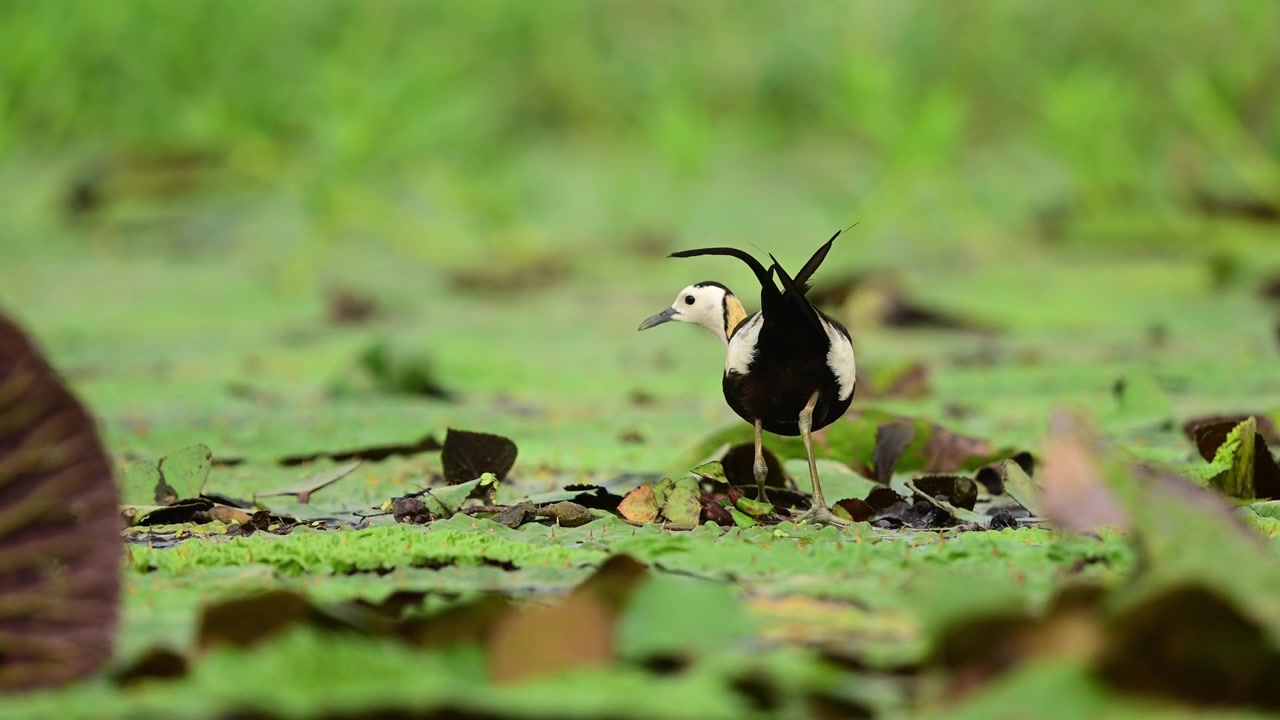 Questo video di fauna selvatica di alta qualità inquadra una maestosa jacana dalla coda di fagiano che si muove con cautela attraverso una palude, mettendo in mostra il suo corpo scuro e audace, le ali bianche e la lunga coda