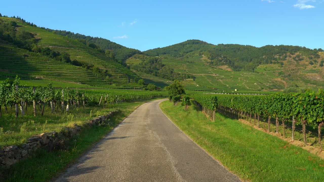 Splendidi vigneti rigogliosi e verdi nella regione della Wachau in Austria durante l'ora d'oro