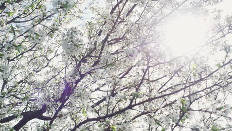 Spring tree branch swaying blowing on wind. White flowers blossoming in garden.