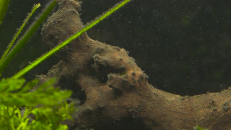 close-up view of driftwood in an aquarium