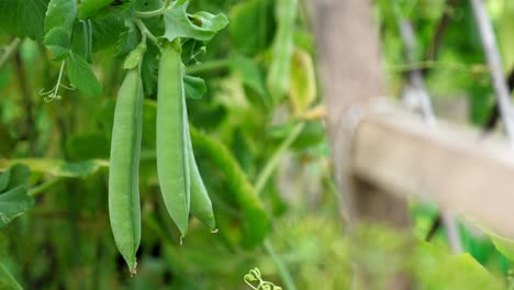 los guisantes verdes maduros crecen en el jardín, nadie. la cosecha de otoño